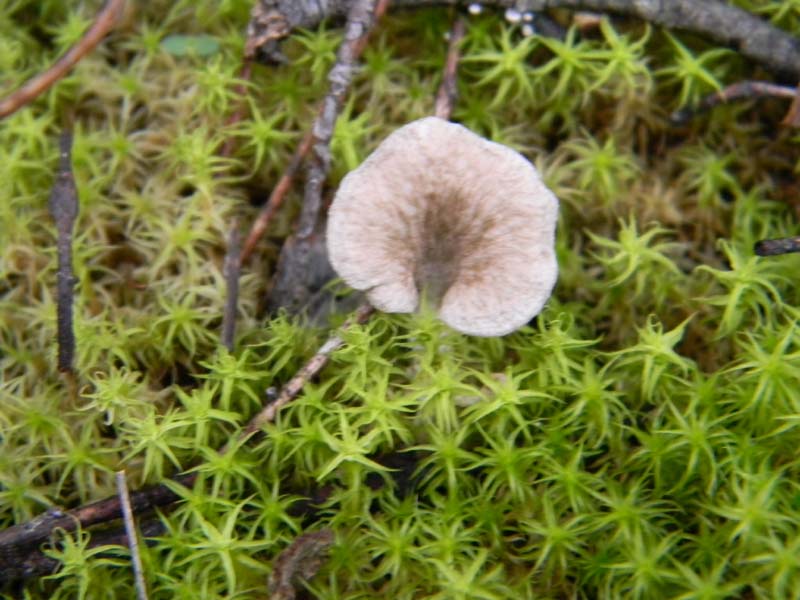 2)Arrhenia spathulata?